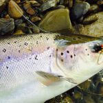 Clitheroe Anglers Association caught fish