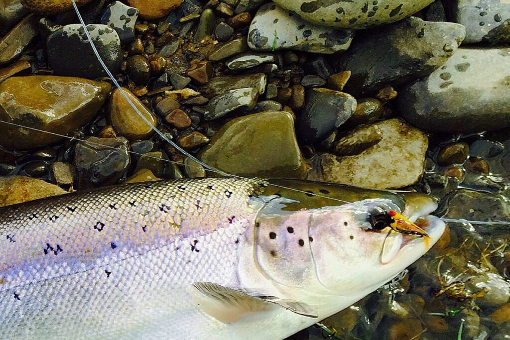 Clitheroe Anglers Association caught fish