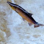 Clitheroe Anglers Association fishing courses image