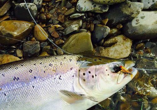 Clitheroe Anglers Association fishing courses image