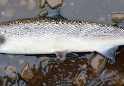 Clitheroe Anglers Association fishing